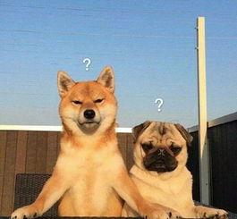 巴哥爆料赤犬视频大全,赤犬视频大全精彩瞬间大汇总  第1张